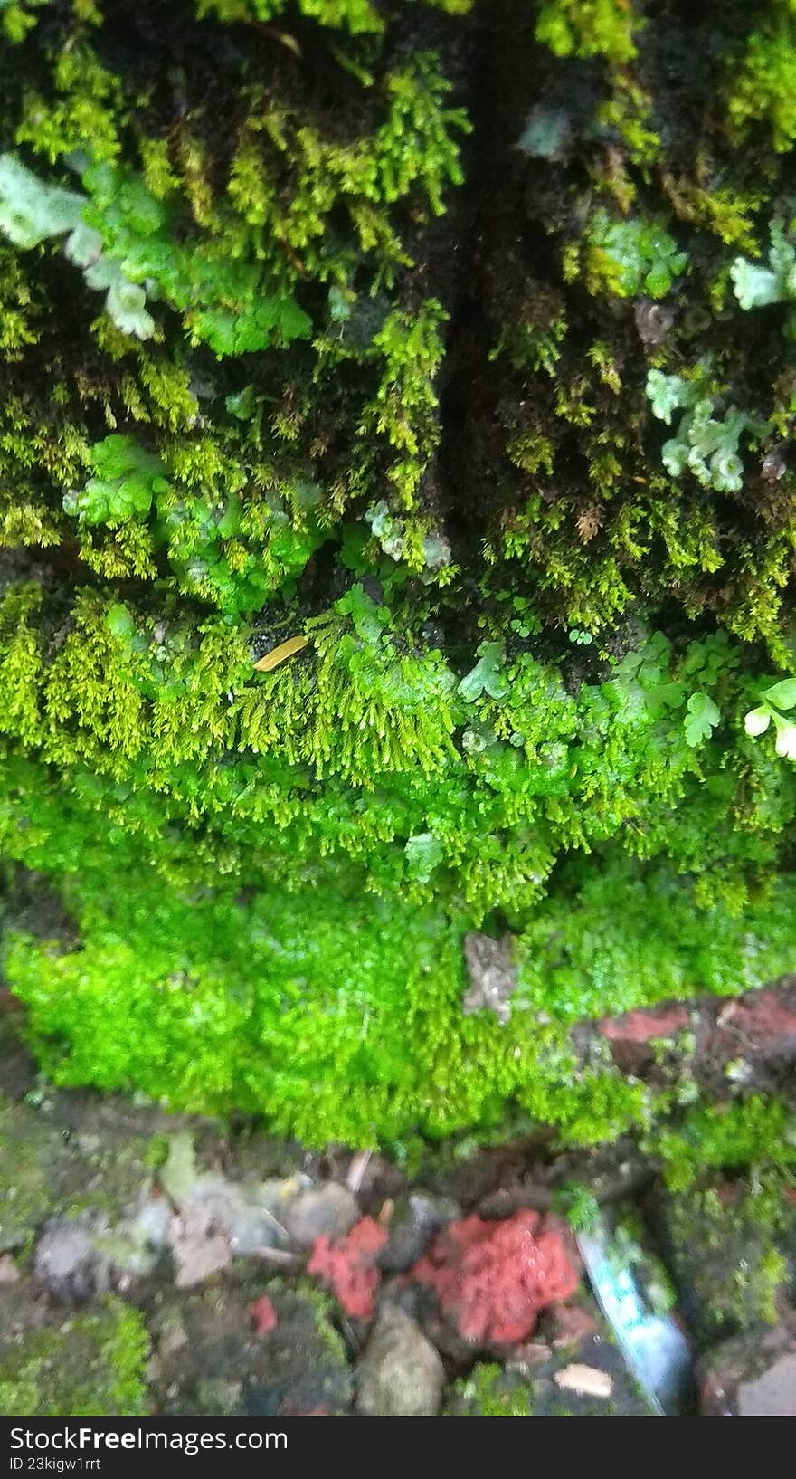 green moss plant that grows wild and flourishes in damp places
