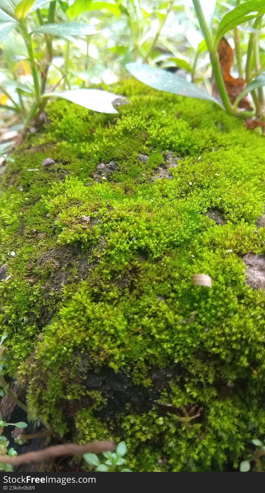 green moss plant that grows wild and flourishes