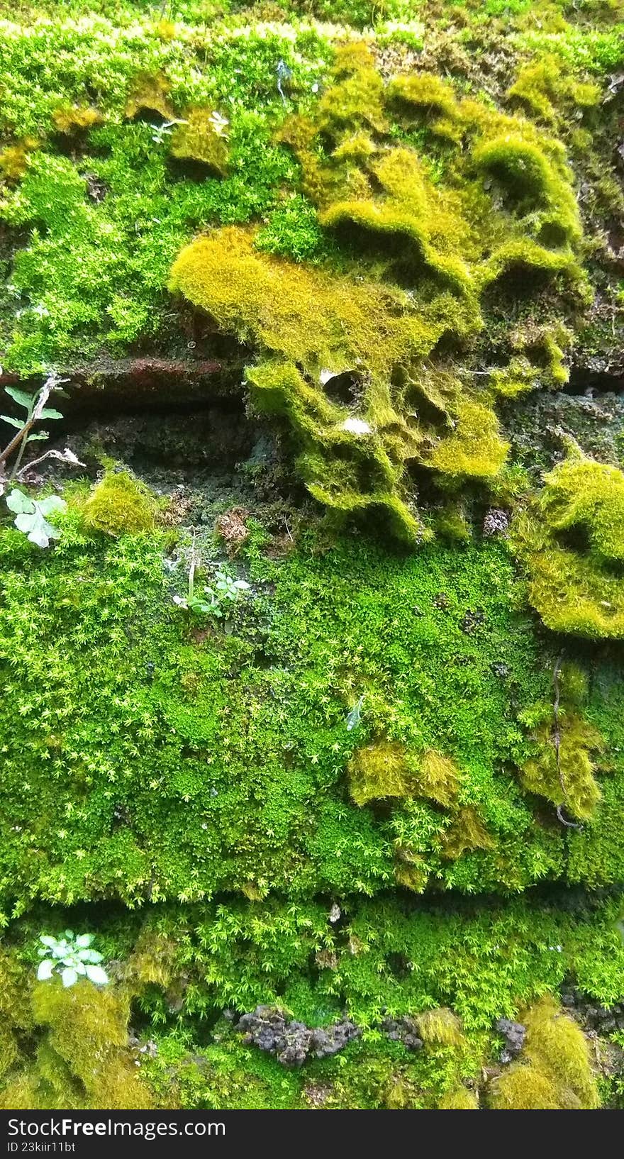 green moss plant that grows wild and flourishes