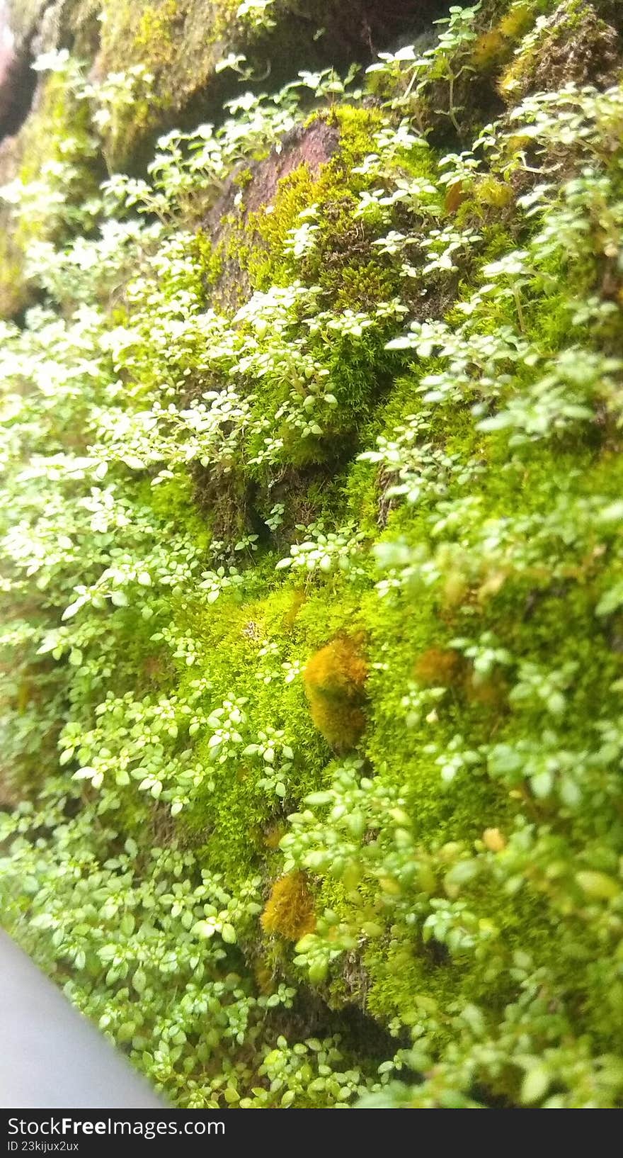 green moss plant that grows wild and flourishes