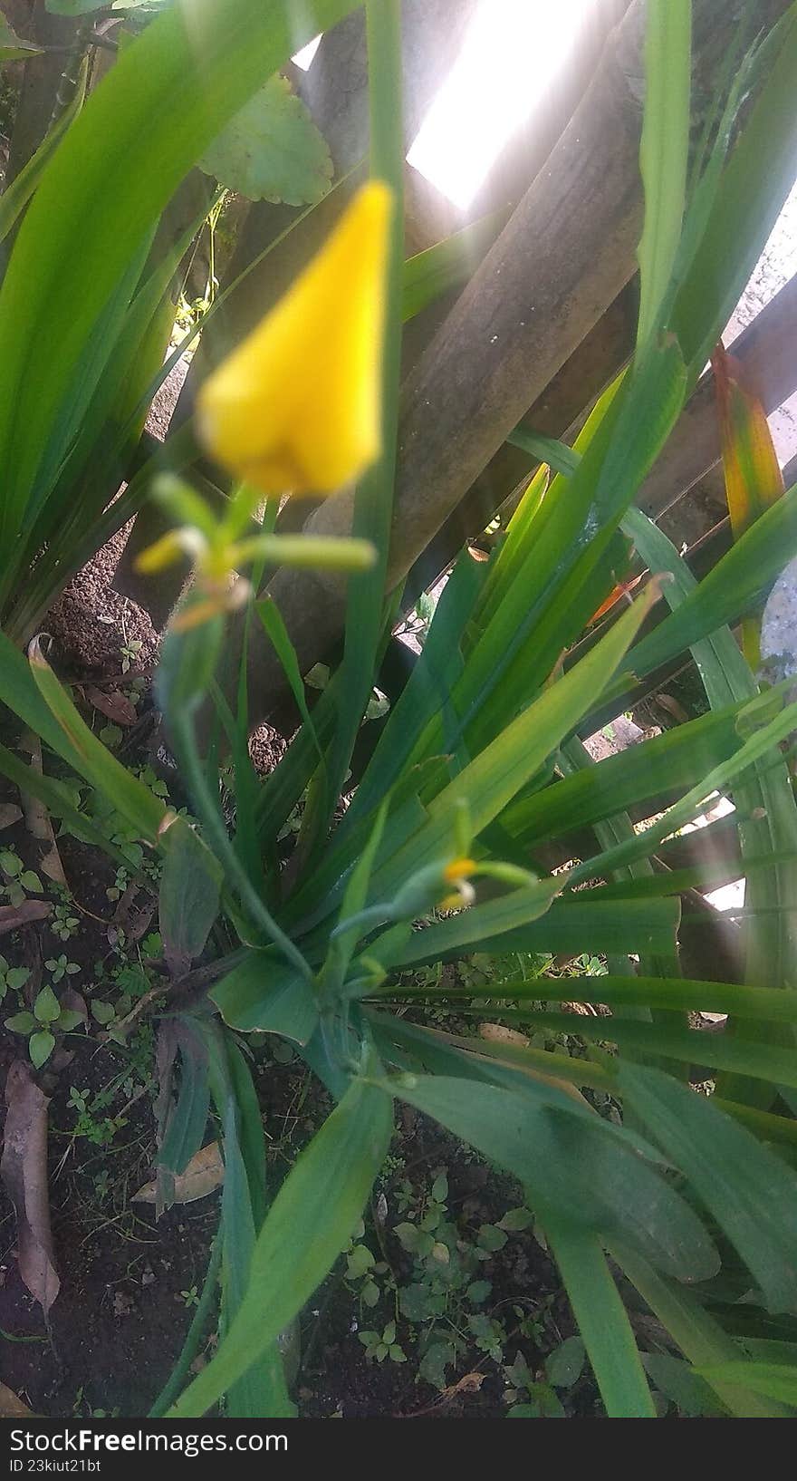 Wildflower plants that grow and bloom