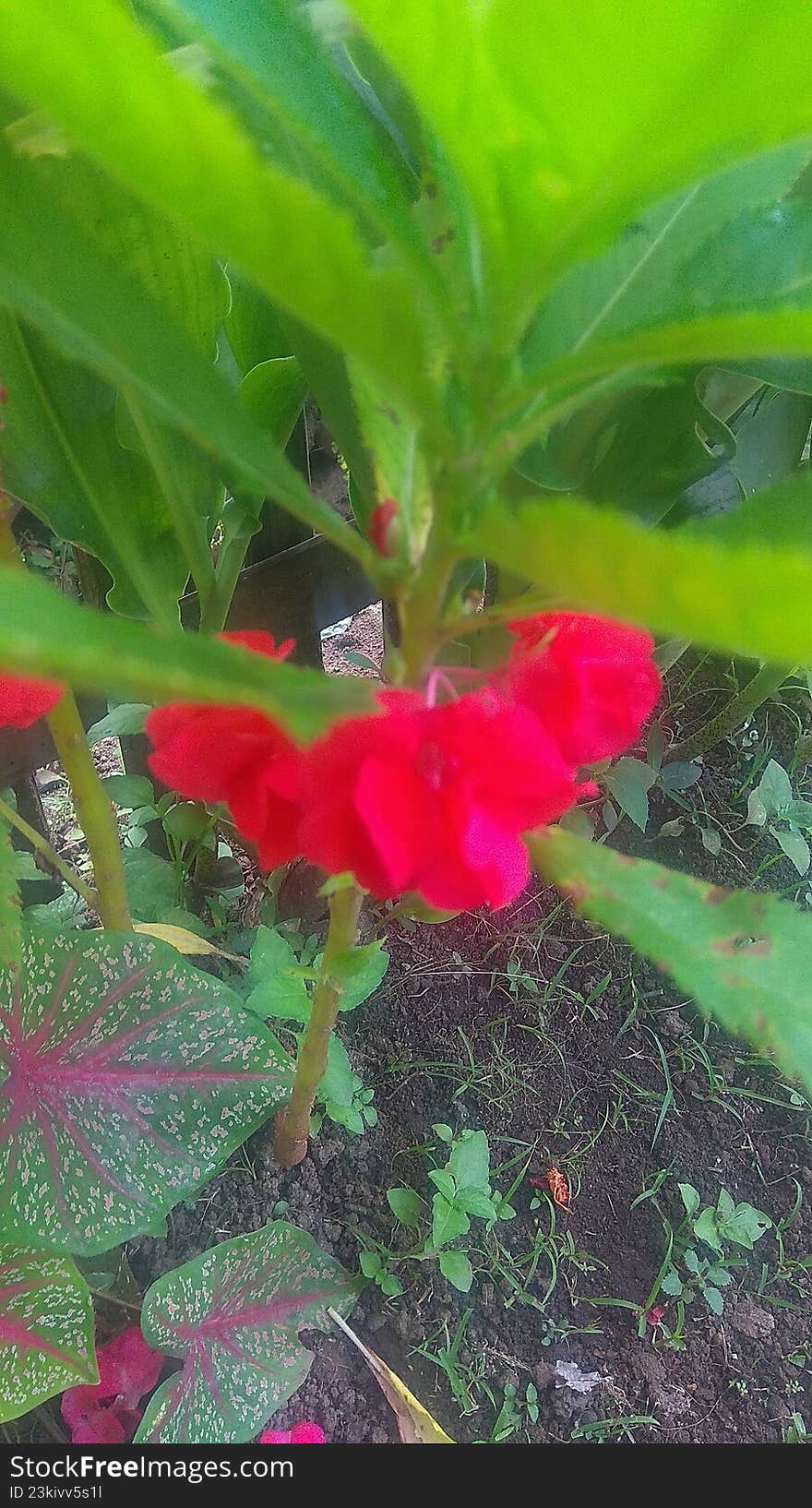 Wildflower plants that grow and bloom