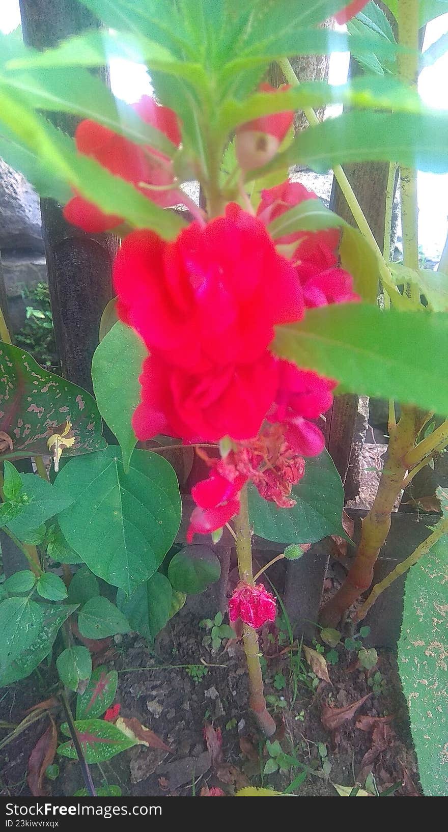 Wildflower plants that grow and bloom