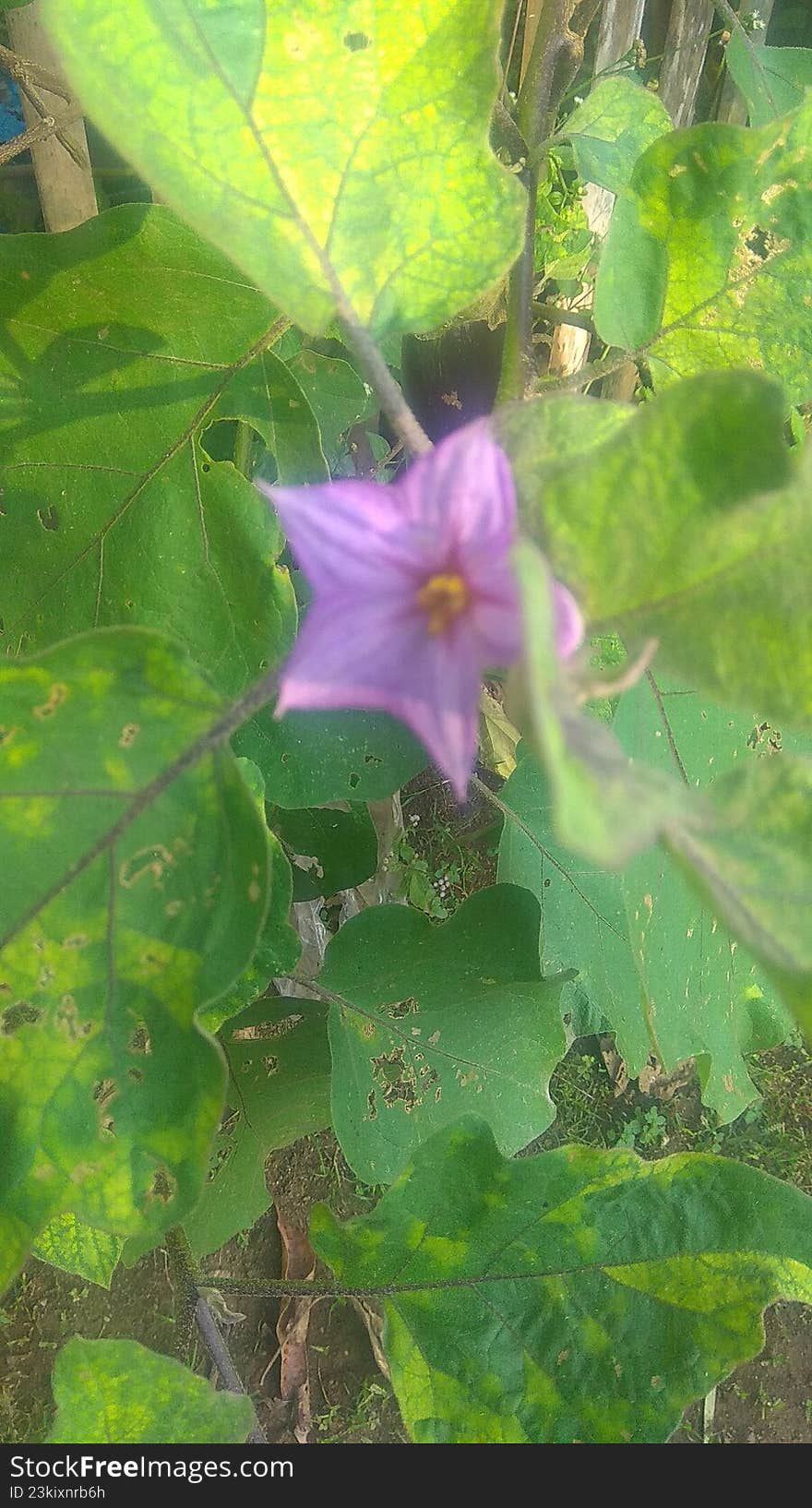 Wildflower plants that grow and bloom