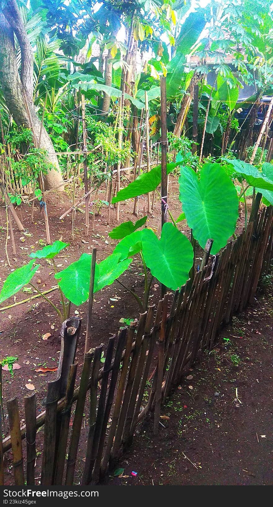 green tree trunks and leaves fenced in a farm yard garden