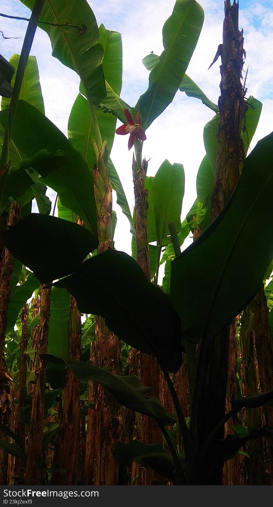 banana tree trunks and leaves in agricultural gardens