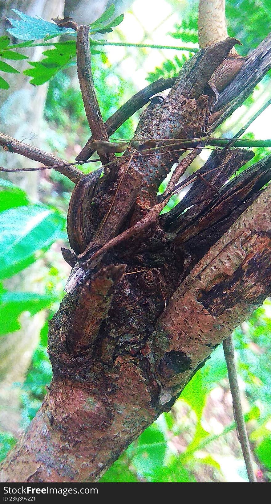 texture of tree bark fibers that are rotten and porous