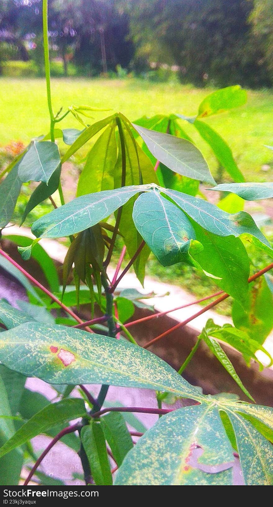 leaves and stems of blooming flower plants growing