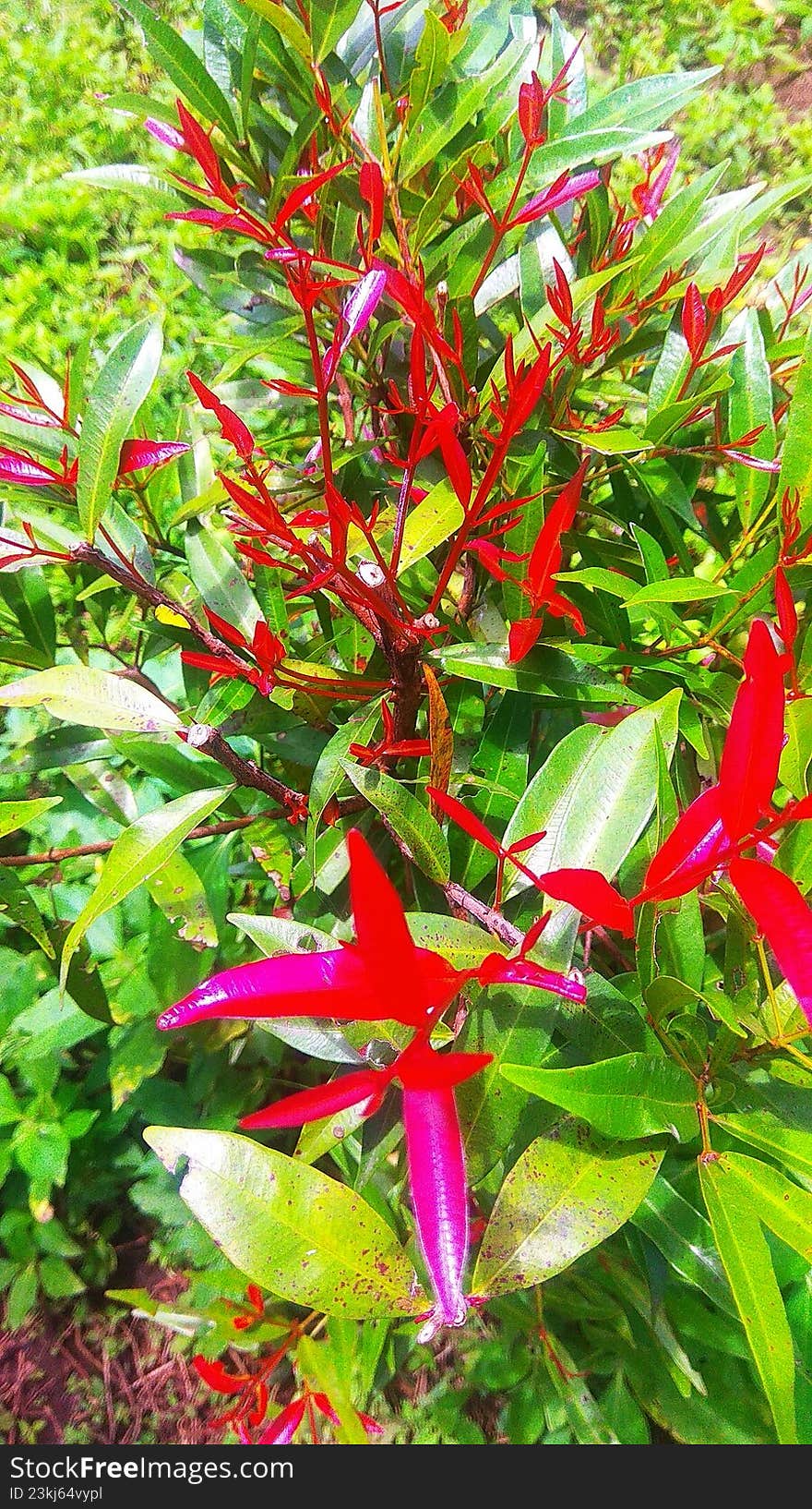 leaves and stems of blooming flower plants growing