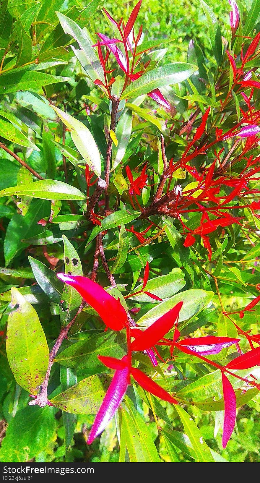 leaves and stems of blooming flower plants growing