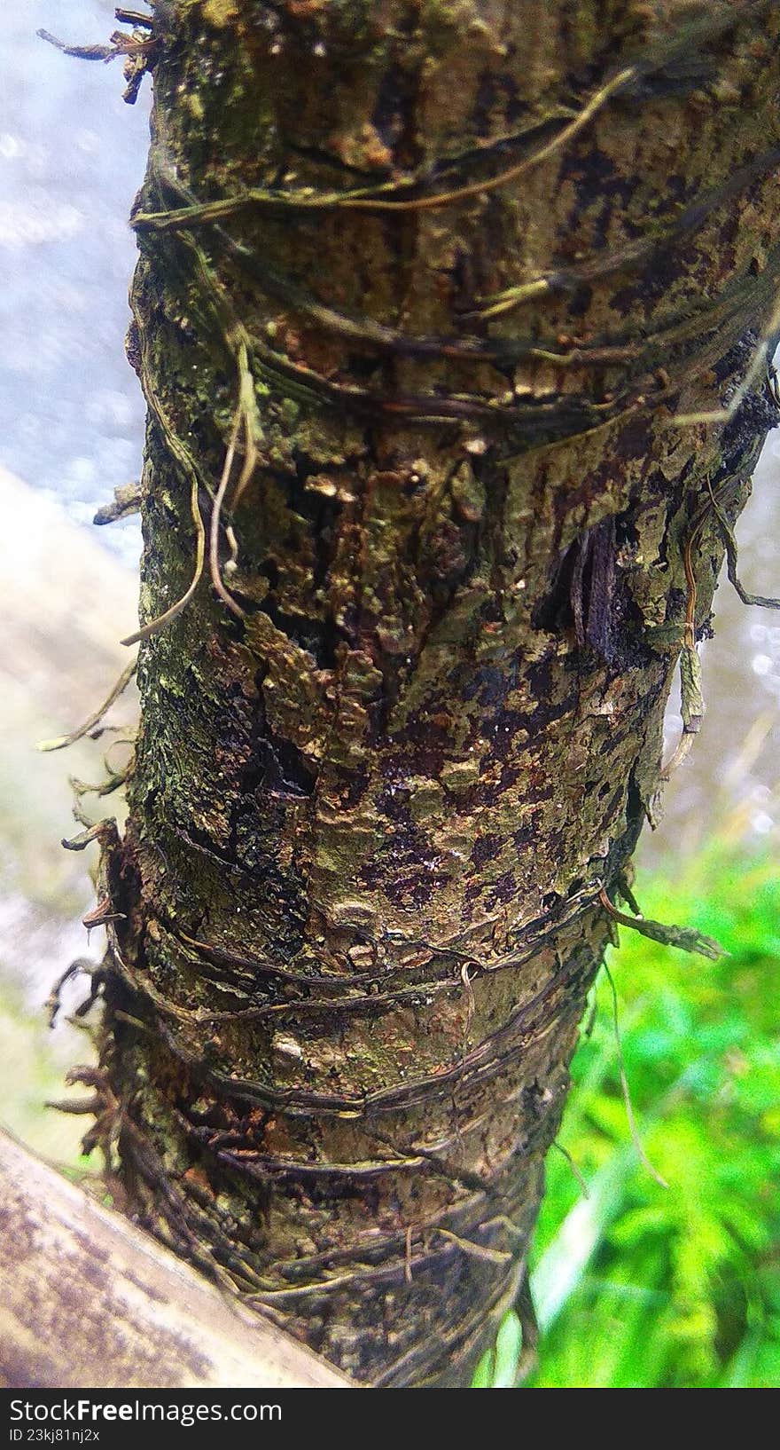 texture of tree bark fibers that are rotten and porous