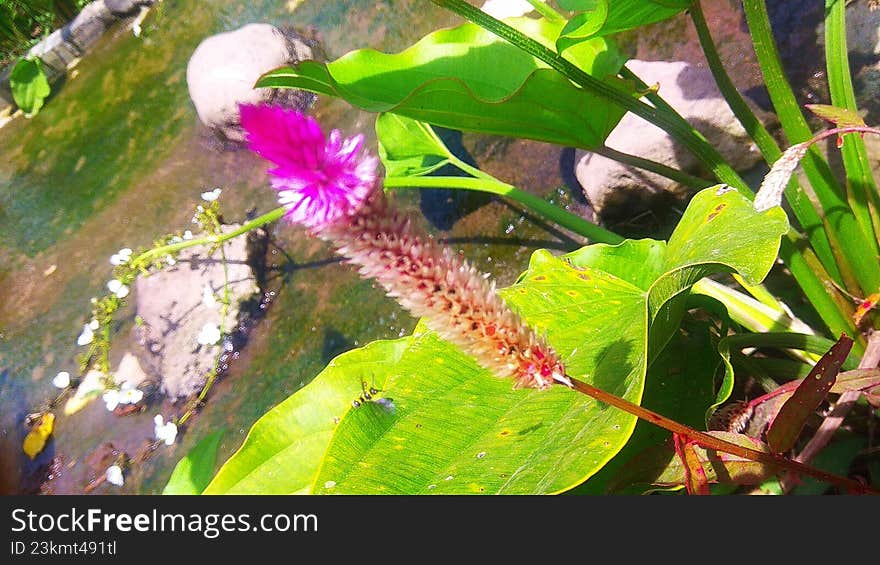 leaves and stems of blooming flower plants growing