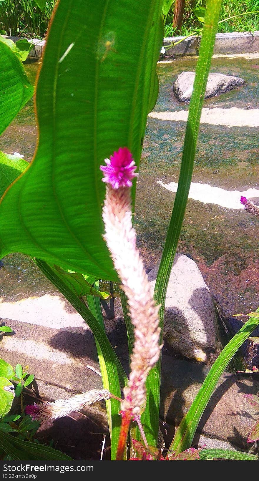 leaves and stems of blooming flower plants growing