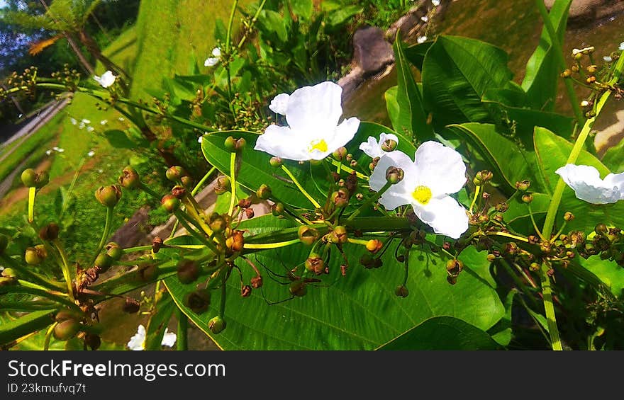 leaves and stems of blooming flower plants growing