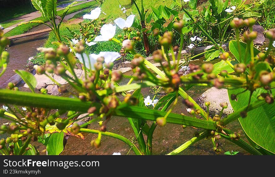 leaves and stems of blooming flower plants growing