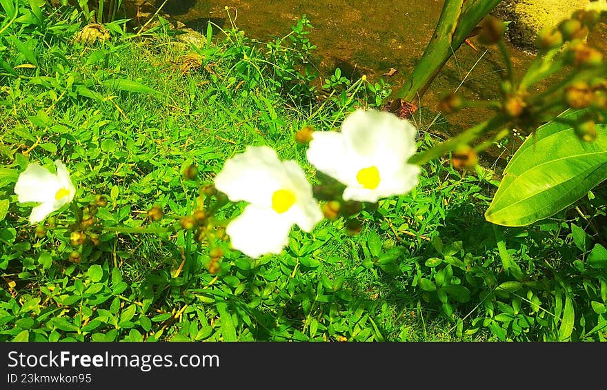 leaves and stems of blooming flower plants growing