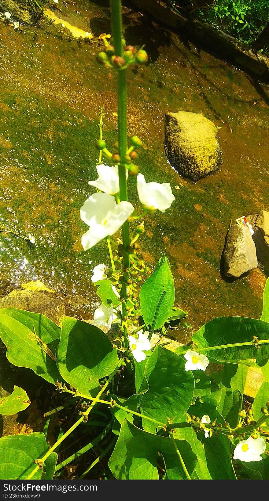 leaves and stems of green flowering plants growing