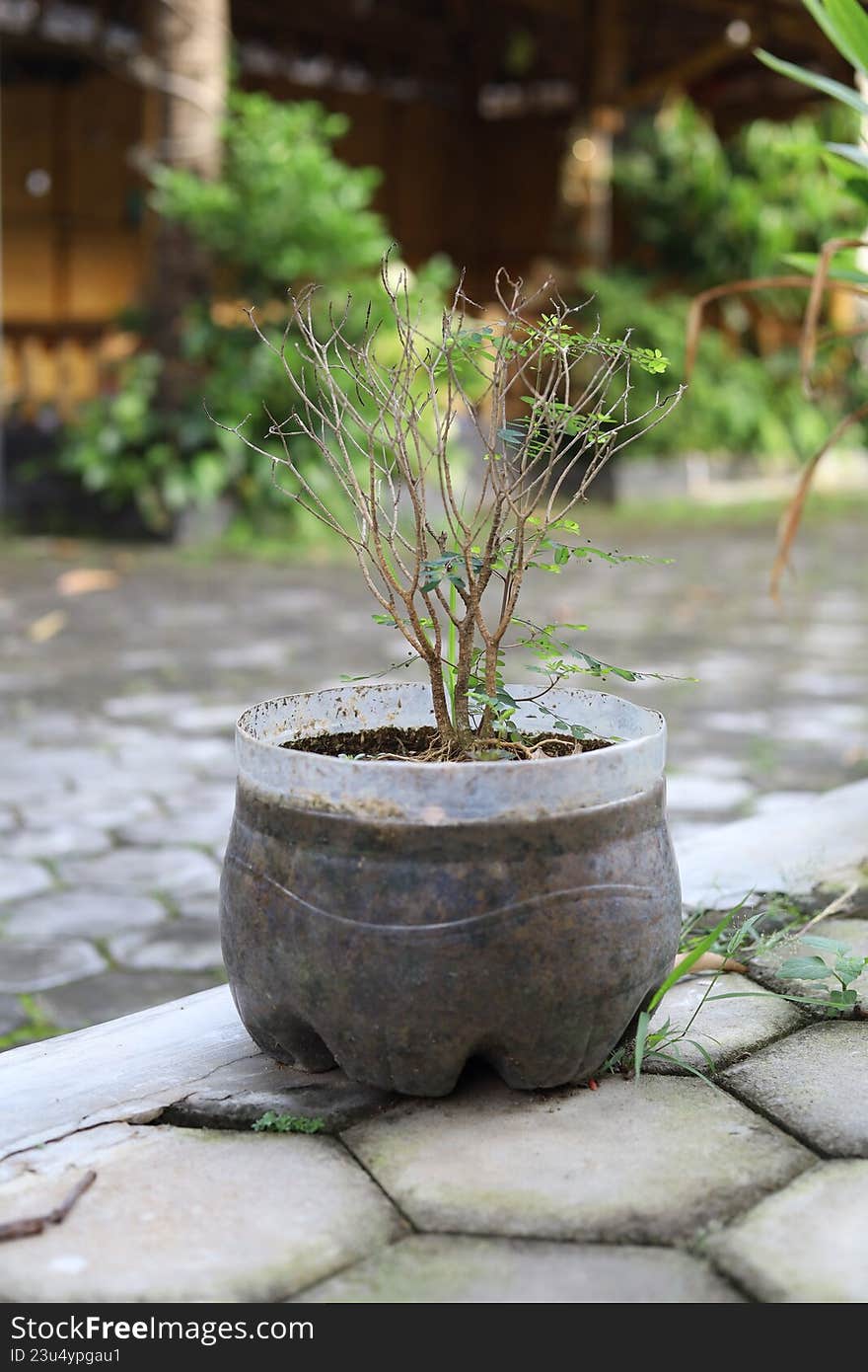 A tree in a plastic pot with detailed texture