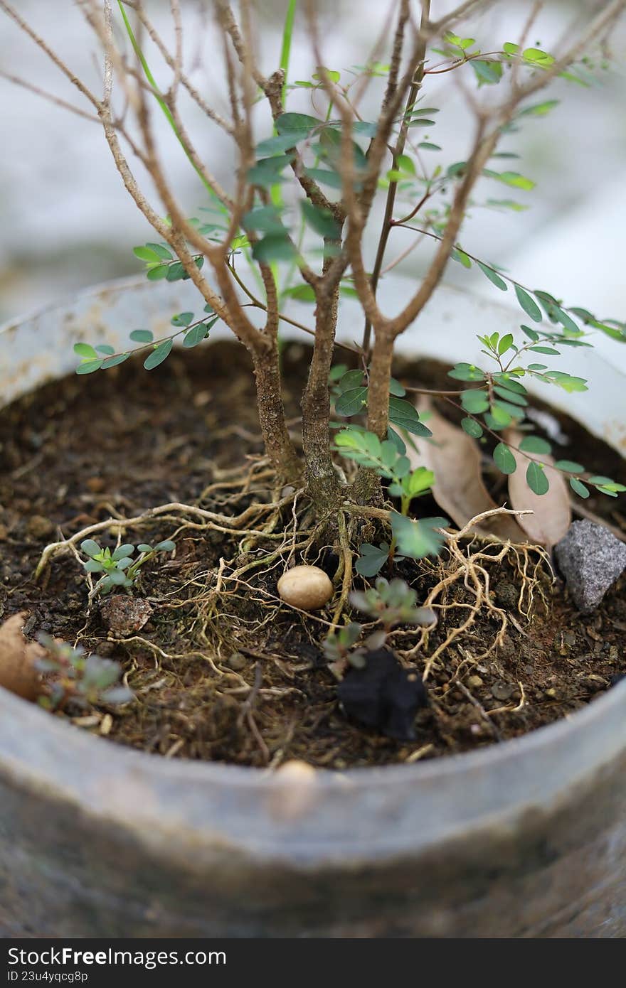A tree in a plastic pot with detailed texture