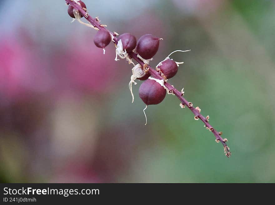 Seeds Clinging to Winter Branches