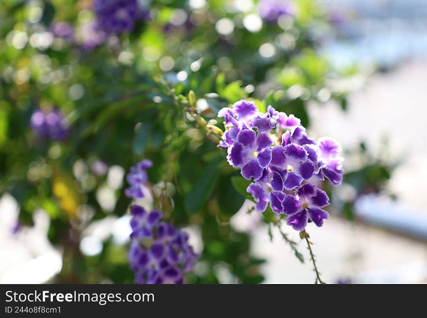 A Flower Bathed in Golden Light