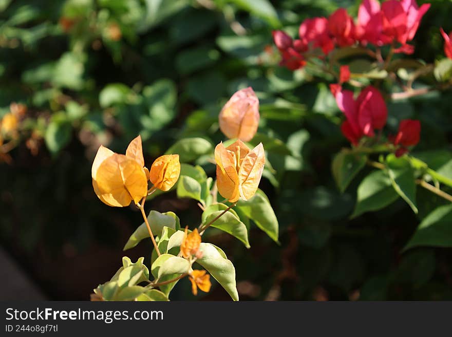 Where Light and Petals Dance
