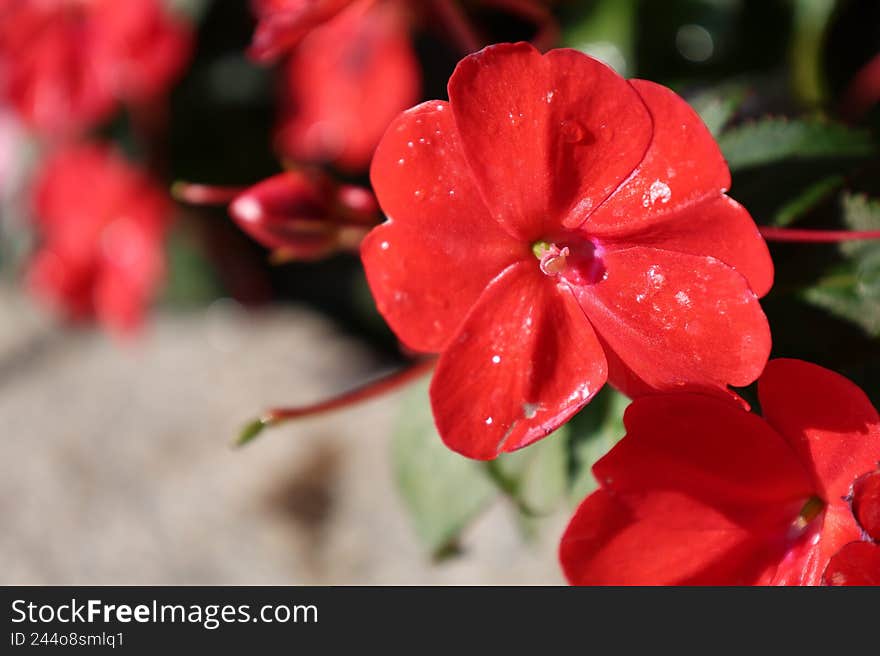 A Close-Up of Floral Brilliance Under the Sun