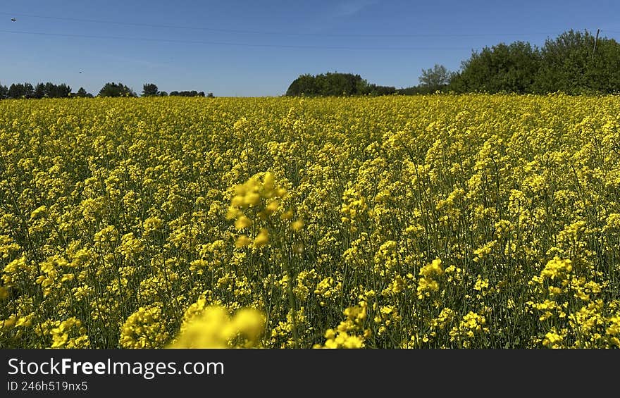 Bright yellow flowers of rapeseed blooming in the field, agricultural oilseed