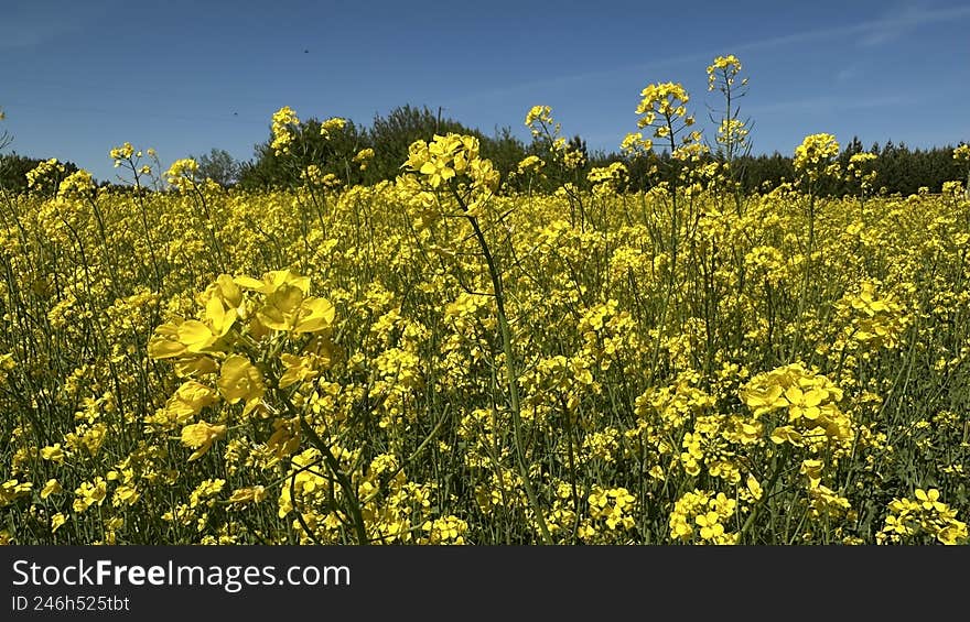 Bright yellow flowers of rapeseed blooming in the field, agricultural oilseed