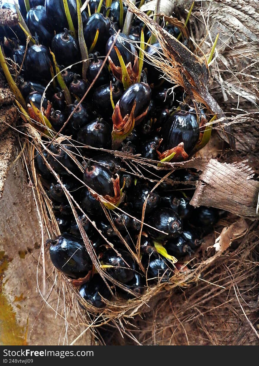 The image shows immature oil palm fruits (Elaeis guineensis) growing in a bunch