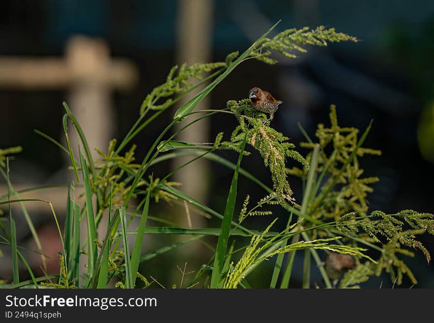 The Peking munia (Lonchura punctulata), also known as the scaly-breasted munia or spotted munia, is a small bird that feeds on rice and grains. Found in South Asia.