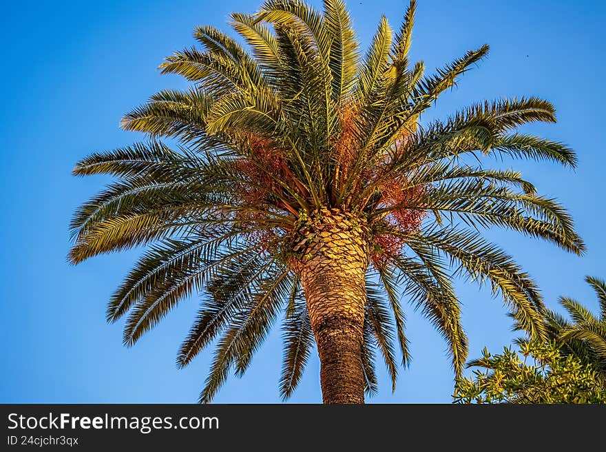 Tall palm tree photographed from below against a clear blue sky on Korcula Island, Croatia. Mediterranean vegetation and tropical travel atmosphere typical for coastal towns in southern Europe. Natural outdoor scene symbolizing summer, vacation, warm climate and seaside destinations