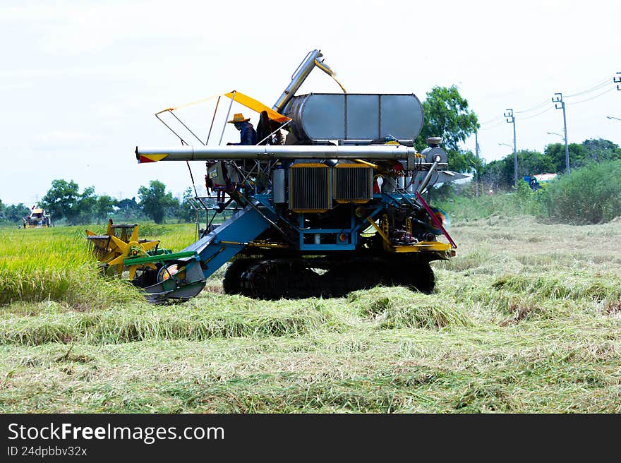 Thai farmer harvesting jasmine rice in golden paddy field, representing agriculture industry, food production, rural lifestyle, sustainable farming, traditional farming method, Asian agriculture, crop harvest, rural economy, organic farming, and food security.