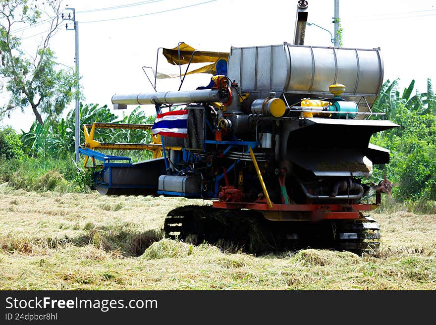 Thai farmer harvesting jasmine rice in golden paddy field, representing agriculture industry, food production, rural lifestyle, sustainable farming, traditional farming method, Asian agriculture, crop harvest, rural economy, organic farming, and food security.