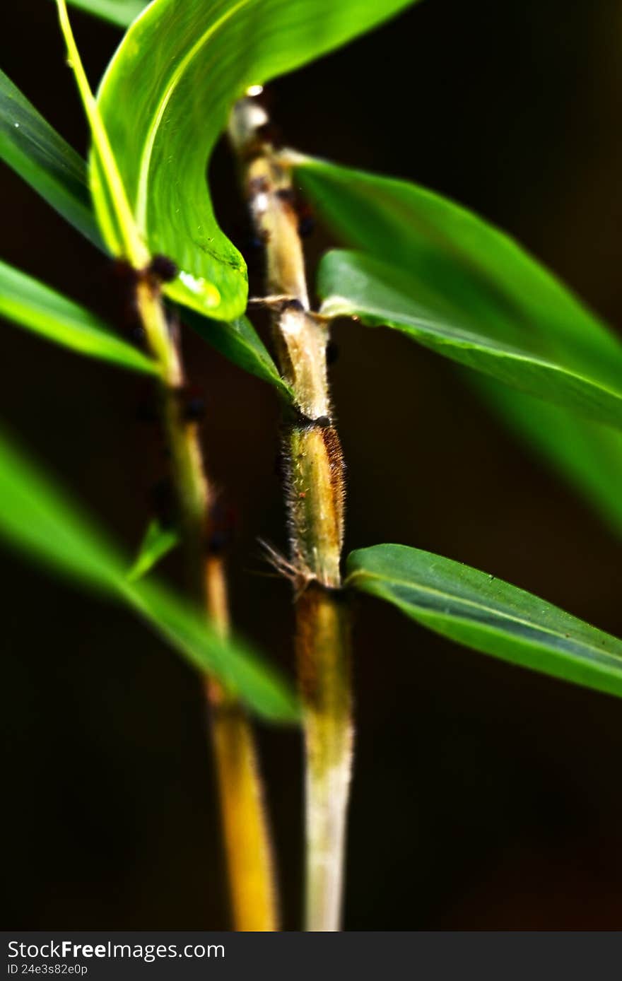 The green leaves are taken close up