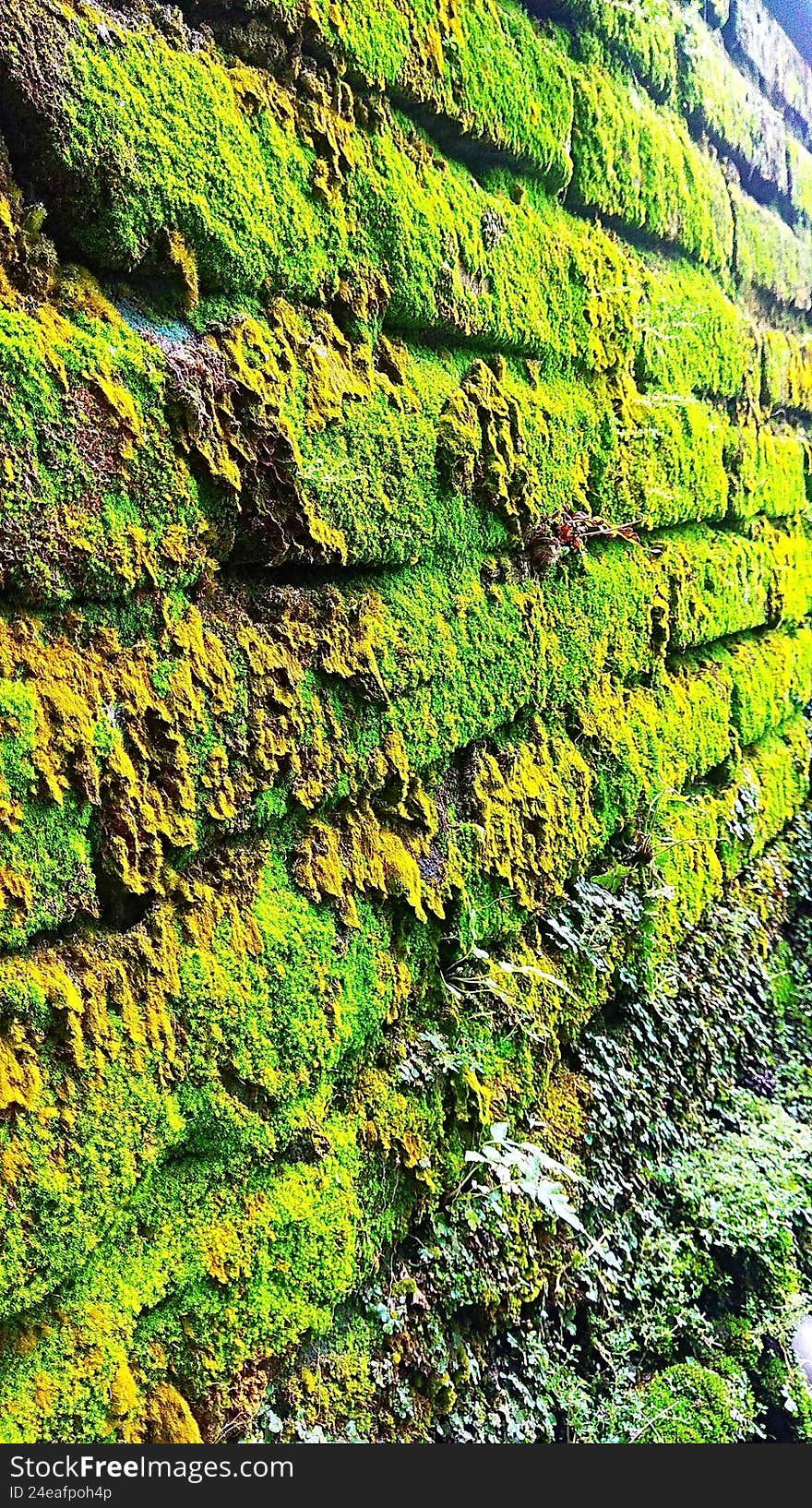 Green moss plants grow thickly and lushly on damp walls.