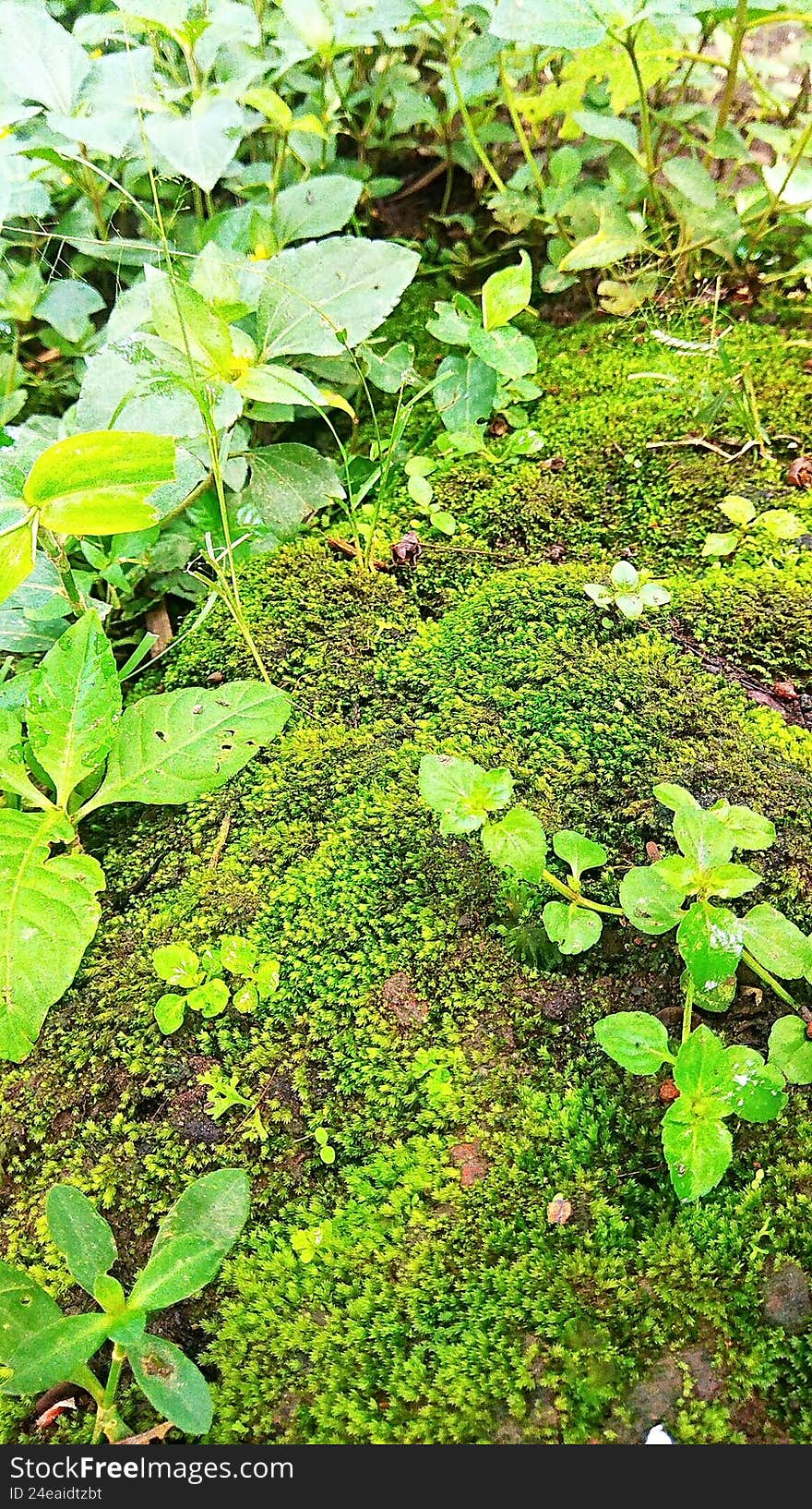 wild grass plants growing on green moss on an open-air wall