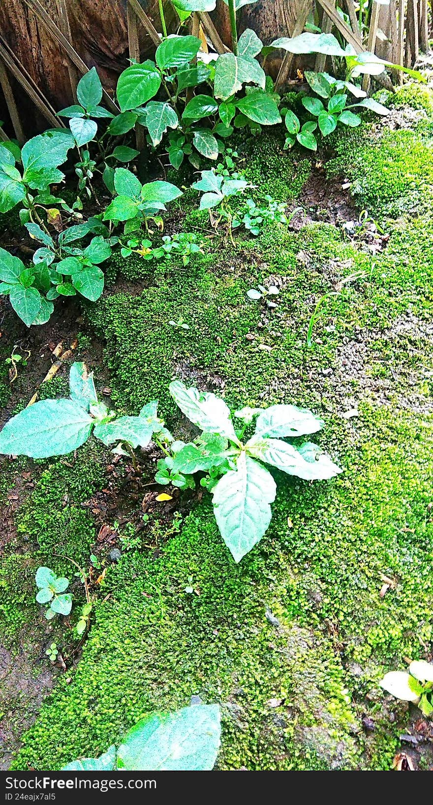 wild grass plants growing on green moss on an open-air wall