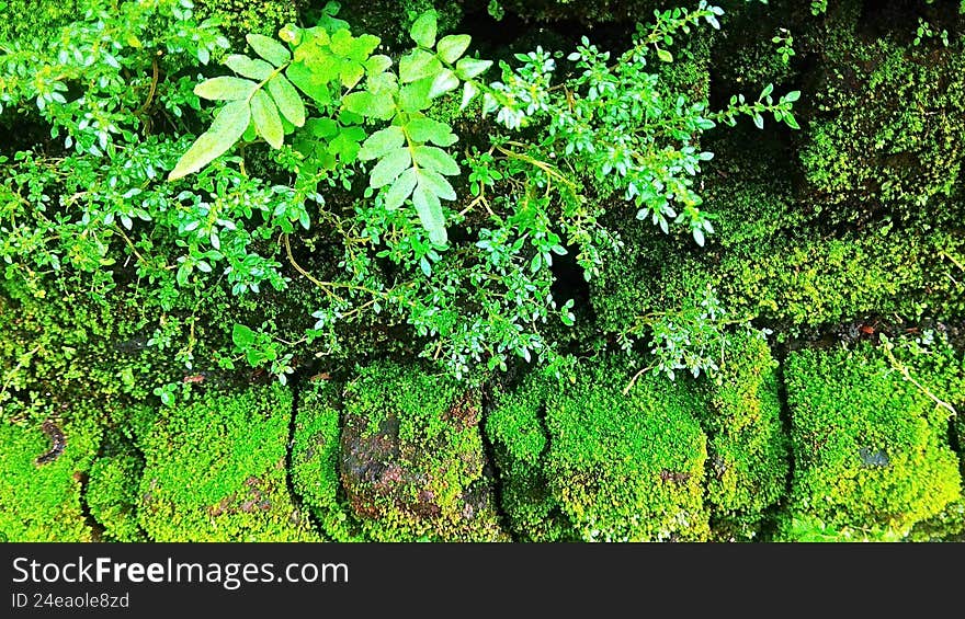 wild grass plants growing on green moss on an open-air wall