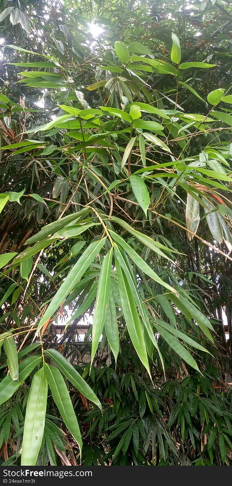 thick green bamboo branches and leaves. thick green bamboo branches and leaves
