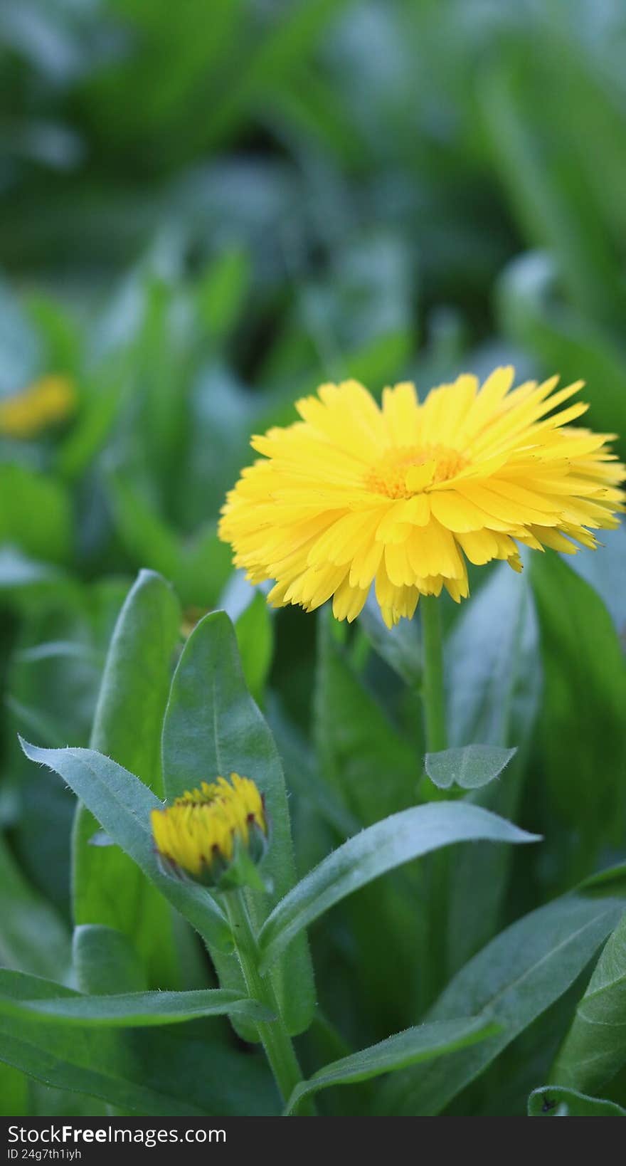 Pot Marigold (Calendula officinalis) in 4K Stunning Nature Footage & Macro Beauty