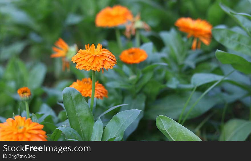 Pot Marigold (Calendula officinalis) in 4K Stunning Nature Footage & Macro Beauty