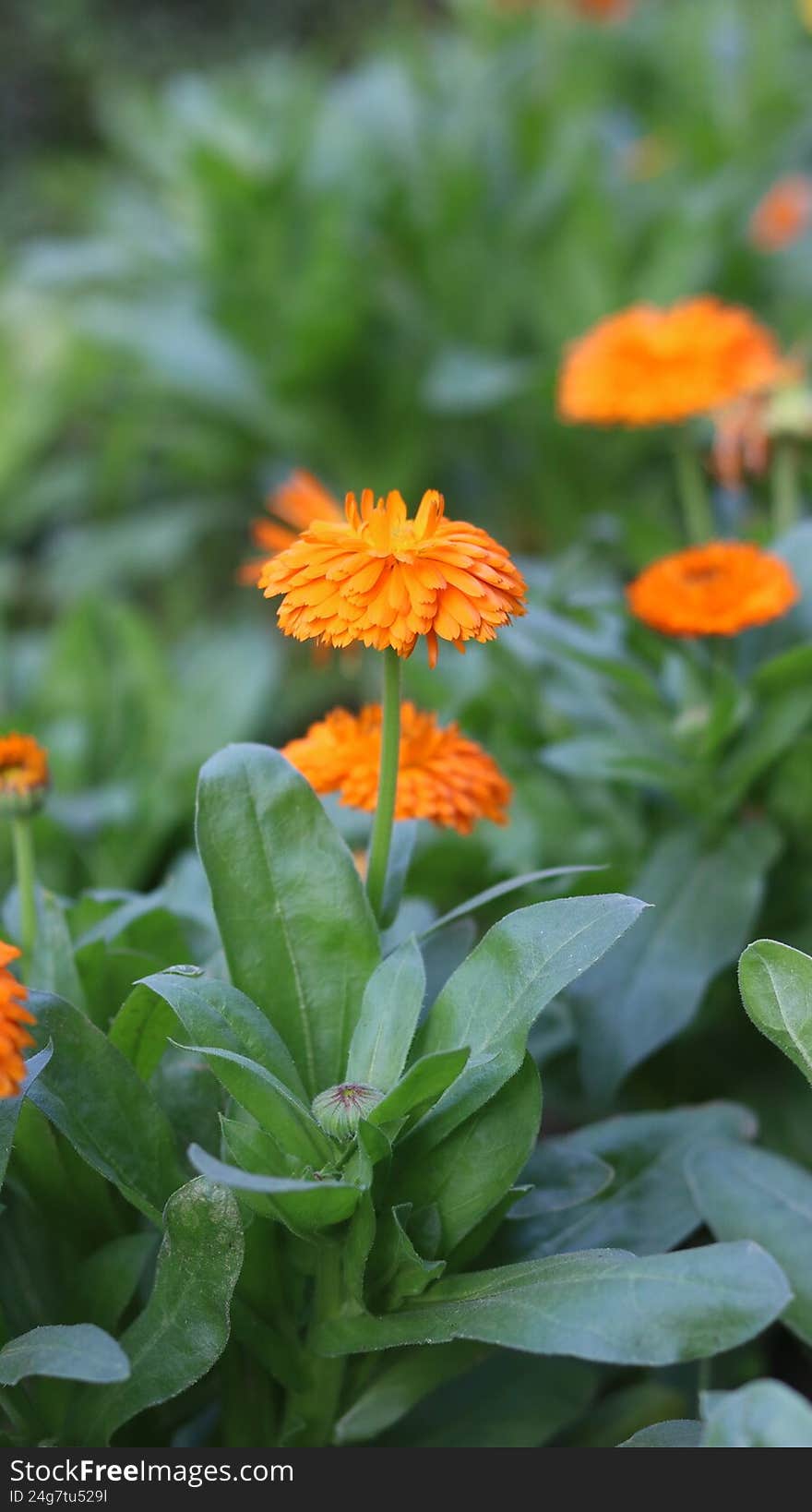 Pot Marigold (Calendula officinalis) in 4K Stunning Nature Footage & Macro Beauty
