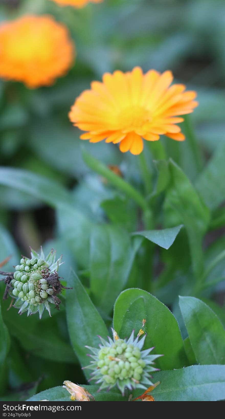 Pot Marigold (Calendula officinalis) in 4K Stunning Nature Footage & Macro Beauty