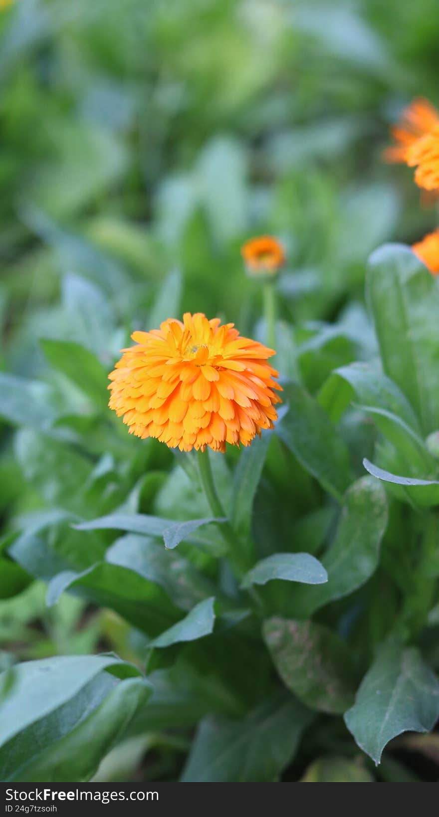 Pot Marigold (Calendula officinalis) in 4K Stunning Nature Footage & Macro Beauty