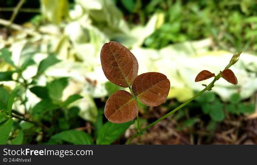 A close-up photograph of fresh green leaves captured in the early morning light, featuring natural dew droplets that reflect softn
