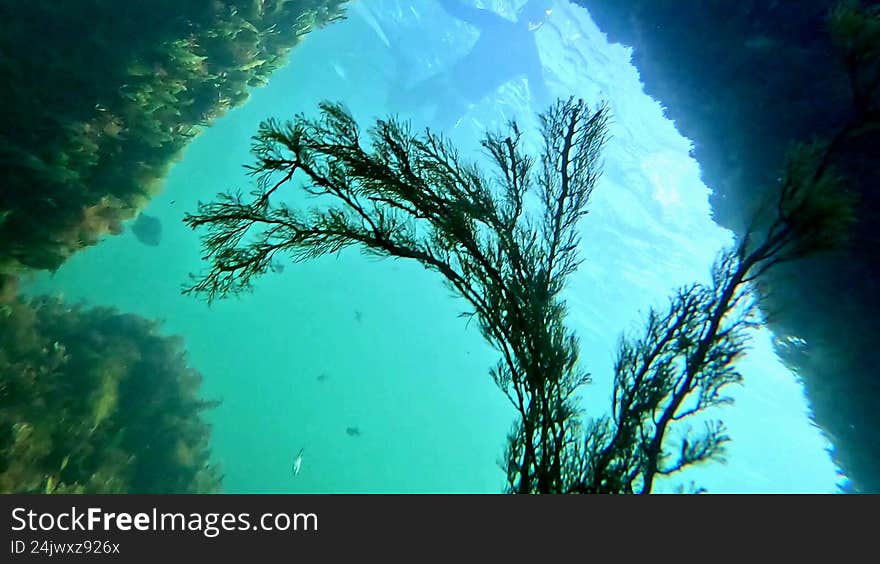 Freediving the S.S. Willyama shipwreck, looking up through the rudder past seaweed to another diver (Marion Bay, South Australian Yorke Peninsula). Freediving the S.S. Willyama shipwreck, looking up through the rudder past seaweed to another diver (Marion Bay, South Australian Yorke Peninsula).