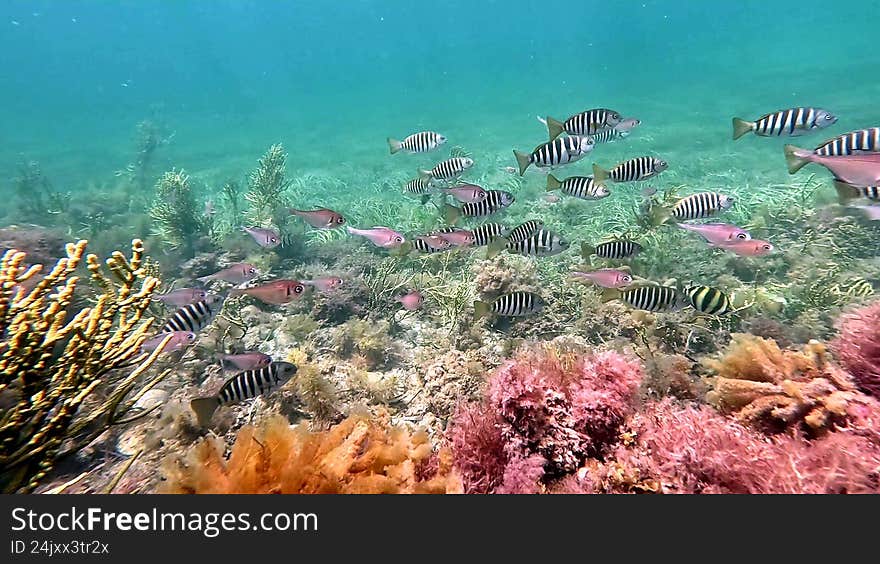 A group of Zebrafish and Bullseyes fish underwater on a reef near Port Victoria (South Australia, Yorke Peninsula). A group of Zebrafish and Bullseyes fish underwater on a reef near Port Victoria (South Australia, Yorke Peninsula).