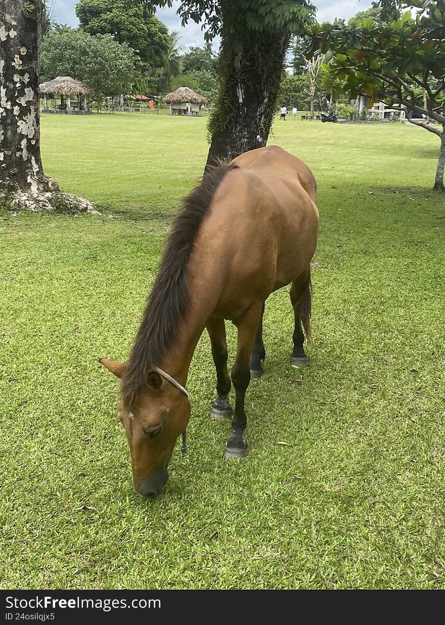 The horse is still the best means of transport in the interior of Brazil where people love it as a pet. The horse is still the best means of transport in the interior of Brazil where people love it as a pet