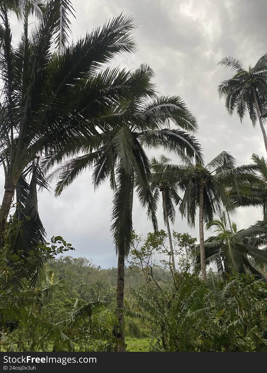 Native palm trees make up a beautiful landscape in the Atlantic forest that covers several Latin American countries. Native palm trees make up a beautiful landscape in the Atlantic forest that covers several Latin American countries
